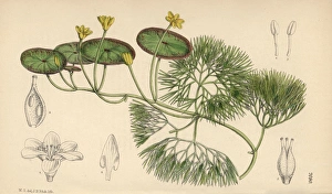 Aquatica Gallery: Cabomba aquatica, yellow water lily native