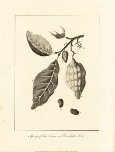 Cacao, cocoa or chocolate tree, Theobroma cacao Cacao, cocoa or chocolate tree, Theobroma cacao