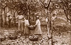 Cocoa Prints: Cacao (Cocoa) harvesting in Equador