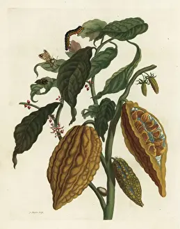 Cacao or cocoa tree and fruit, Theobroma cacao