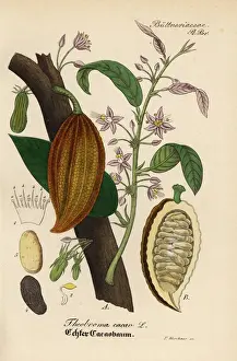 Chocolate Prints: Cacao or cocoa tree, Theobroma cacao