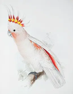 Cacatua leadbeateri, Major Mitchells cockatoo