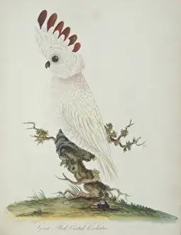 Cacatua moluccensis, salmon-crested cockatoo