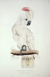 Hook Collection: Cacatua moluccensis, salmon-crested cockatoo