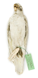 Images Dated 21st February 2008: Cacatua sanguinea, from the Gould Collection