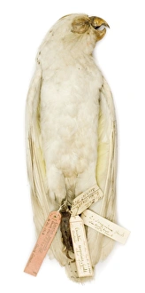 Images Dated 21st February 2008: Cacatua sanguinea, from the Gould Collection