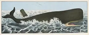 Whale Prints: Cachalot Whale