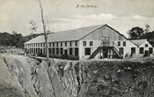 Cachar and Sylhet tea factory, Barak Valley, Assam, India