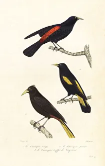 Ornithology Prints: Cacique species and crested oropendola