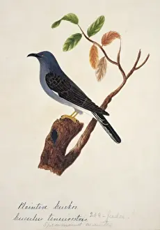 Cacomantis passerinus, grey-bellied cuckoo