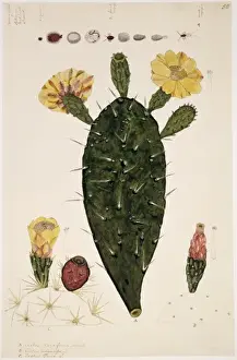 Cactus Prints: Cactaceae, cacti a. Opuntia ficus-indica, b. Opuntia cochinili