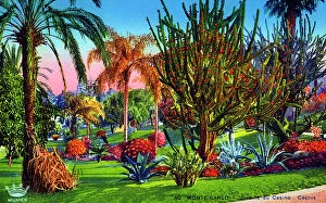 Carlo Collection: Cactii in the Gardens of the Casino, Monte Carlo