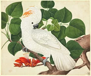Perched Collection: Cactua moluccensis, salmon-crested cockatoo