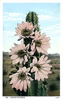 Bloom Prints: Cactus in Bloom - Arizona, USA