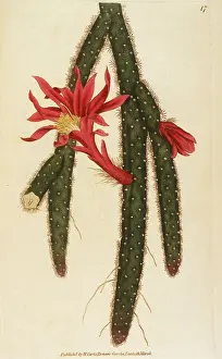 Cactus Prints: CACTUS FLAGELLIFORMIS CREEPING CEREUS CACTUS Date: 1793
