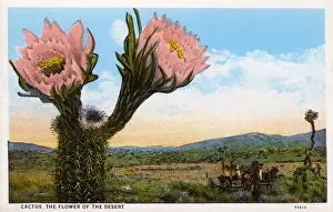 Arizona Prints: Cactus - The Flower of the Desert - Arizona, USA