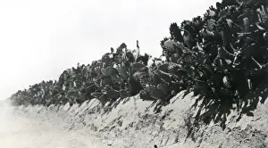 Hedge Prints: Cactus hedges near Deir el Balah, Palestine, WW1