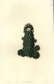 Mammillaria Prints: Cactus tenuis