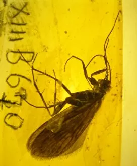 Tertiary Gallery: Caddis fly in amber