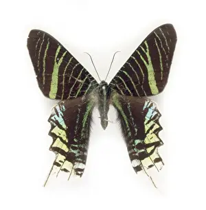 1868 1937 Prints: Cadphises moorei