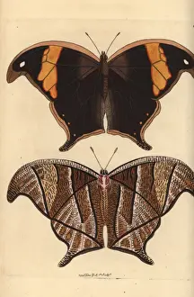 Underside Prints: Caerois chorinaeus butterfly