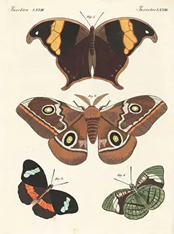 Carl Bertuch Prints: Caerois chorinaeus, Cape lappet moth and obrina olivewing