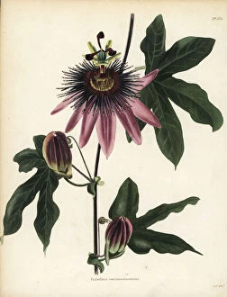 Loddiges Collection: Caeruleoracemosa passionflower, Passiflora caeruleo-racemosa