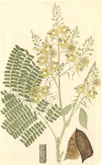 Fabaceae Prints: Caesalpinia sappan, Indian redwood