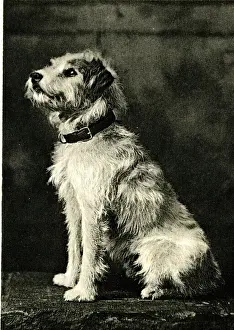 Favourite Prints: Caesar, Wire Fox Terrier, King Edward VIIs dog