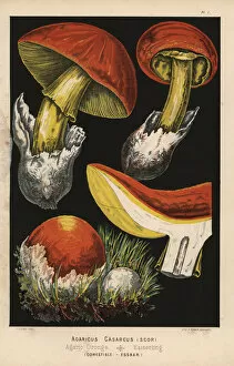 Caesars mushroom, Amanita caesarea, Agaricus