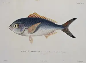 Lunar Prints: Caesio lunaris, lunar fusilier