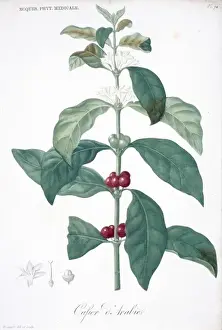 Coffea Prints: Cafier d arabic, coffee plant