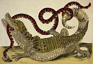 Anthozoa Gallery: Caiman crocodilus crocodilus and Anilius scytale