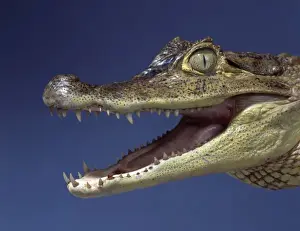 Caiman Prints: Caiman crocodilus, spectacled caiman