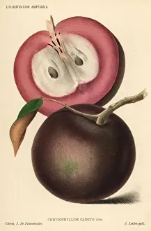 Pannemaeker Prints: Cainito, caimito or star apple, Chrysophyllum cainito