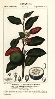 Cainito, Chrysophyllum cainito