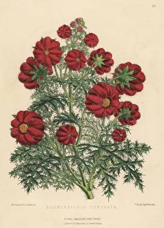 Messrs Prints: Caiophora coronata