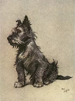 Terrier Collection: Cairn Terrier