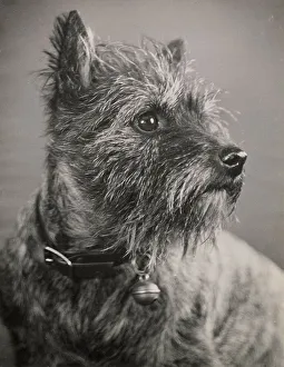 Cairn Prints: Cairn terrier dog with collar and bell Date: 1950s