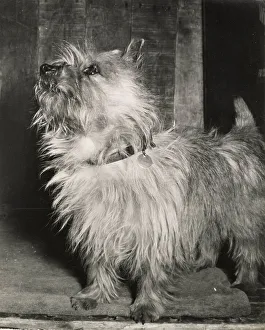 Cairn terrier dog with collar and ID tag Date: 1950s
