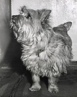 Cairn terrier dog looking up Date: 1950s