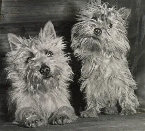 Two Cairn terrier dogs Date: 1950s
