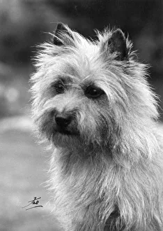Shot Collection: CAIRNS TERRIER / 1963