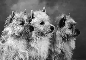 Three Cairn Terriers Print, Art Prints, Posters Puzzles