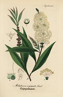 Gewachse Prints: Cajuput or white samet, Melaleuca cajuputi