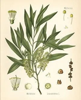 Cajuput or white samet, Melaleuca cajuputi
