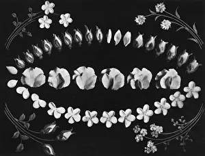 Cake design, flower making