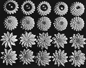 Pastry Prints: Cake design, flower making. Dahlias