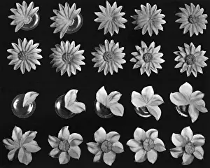 Pastry Prints: Cake design, flower making, Daisy Details