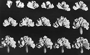 Pastry Prints: Cake design, flower making, the Half Carnation